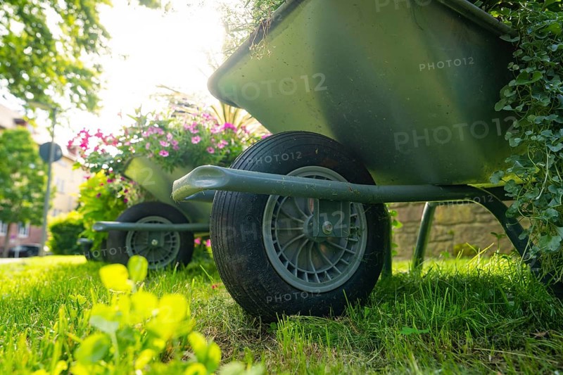 Close-up of wheelbarrow with flowering plants on a green meadow, Nagold, Black Forest, Germany, Europe