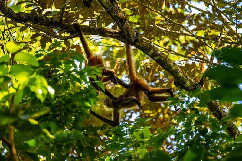 Geoffroy's spider monkey (Ateles geoffroyi), Tortuguero National Park, Costa Rica, Central America