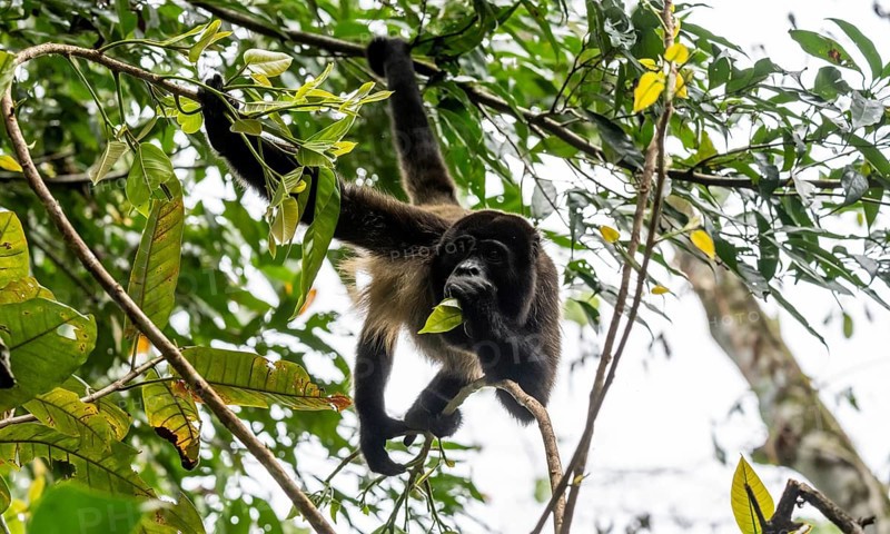 Mantled howler (Alouatta palliata) eating leaves in a tree, Cahuita National Park, Costa Rica, Central America