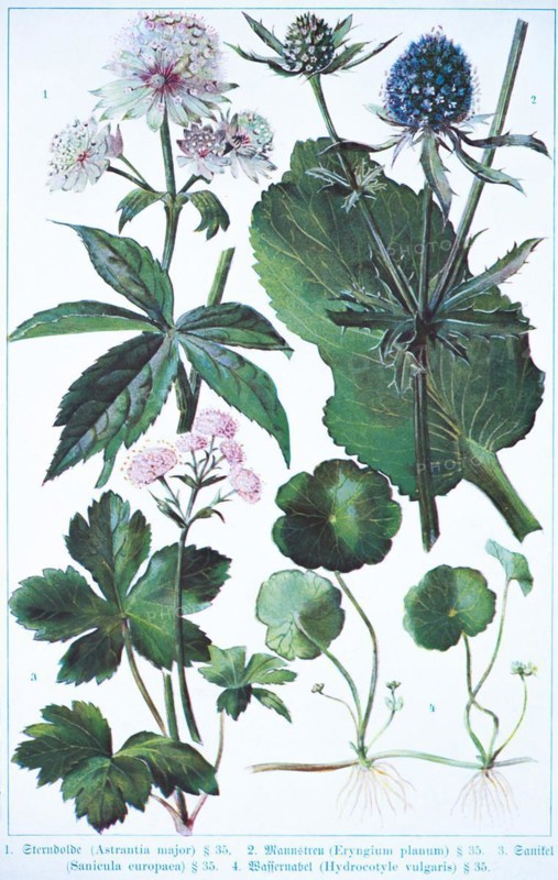 Botany, Starry Astrantia (Astrantia major), Manstraw (Eryngium planum), Sanicle (Sanicula europaea), copper coin (Hydrocotyle vulgaris), historical illustration 1900