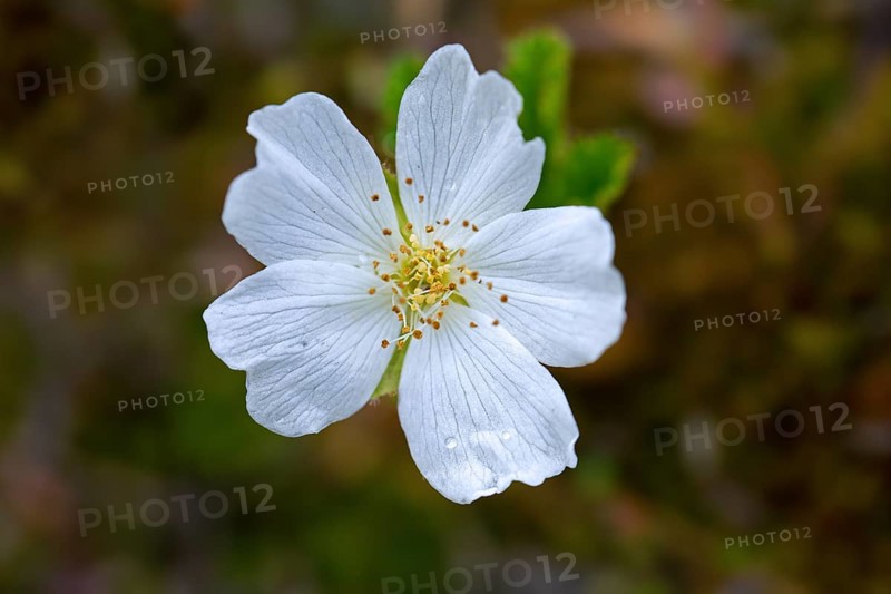 Cloudberry (Rubus chamaemorus), nordic berry, bakeapple, knotberry (Chamaemorus anglica) in flower in summer, native to alpine and arctic tundra