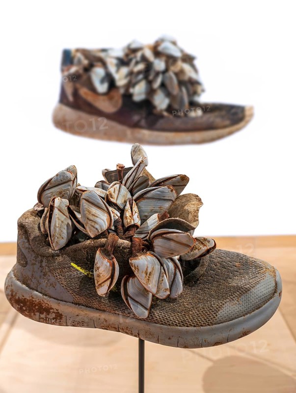Colony of goose barnacles attached to Nike shoe, lost at sea caused by cargo loss of container ship Maersk Shanghai in 2018