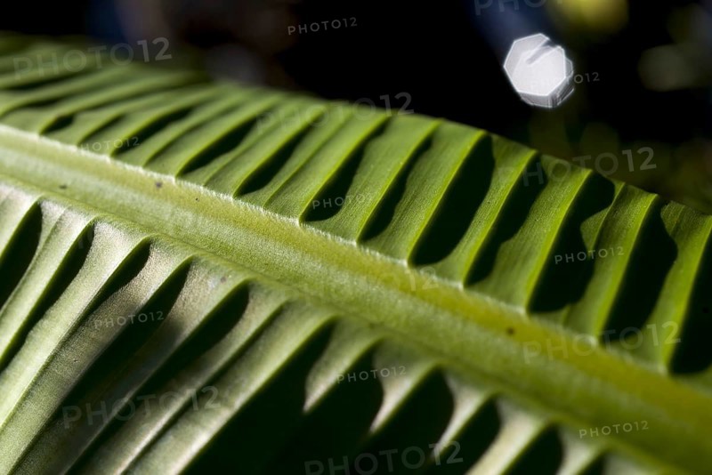 Green Banana Leaf