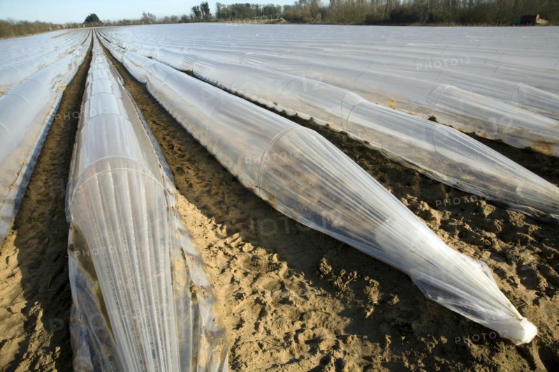 Plastic sheeting cloches protecting early vegetable crop in field, Hollesley, Suffolk, England, United Kingdom, Europe