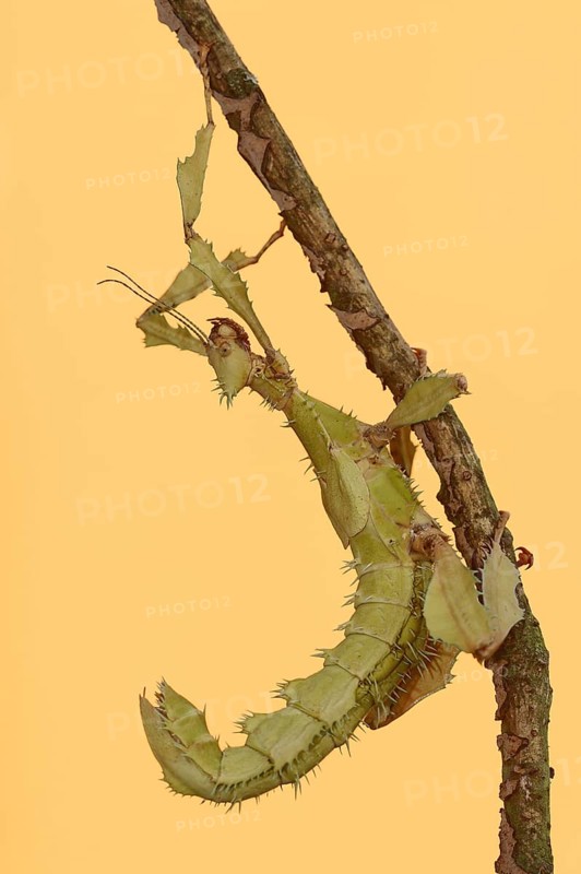Giant prickly stick insect (Extatosoma tiaratum), female, captive, occurrence in Australia