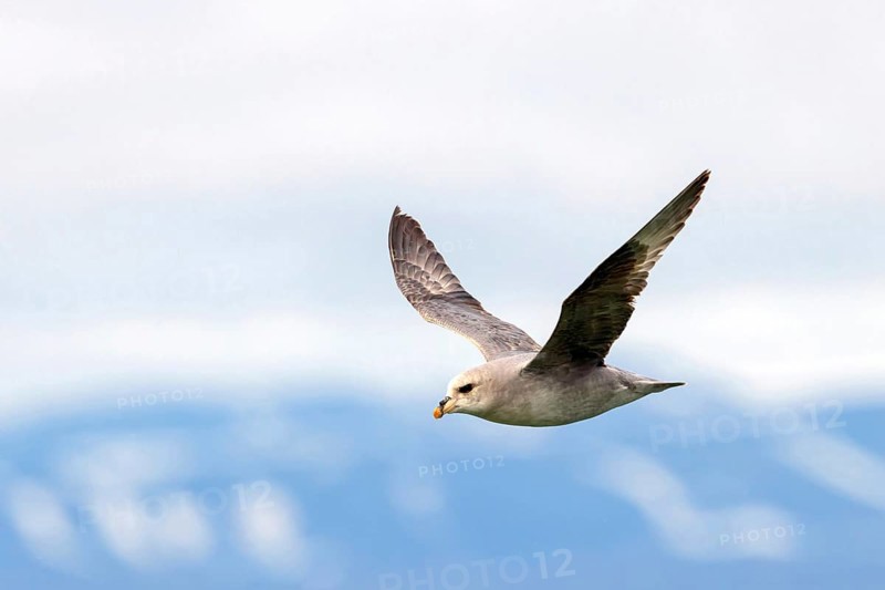 Northern fulmar (Fulmarus glacialis), Spitsbergen, Longyearbyen, Svalbard / Spitsbergen, Norway, Europe