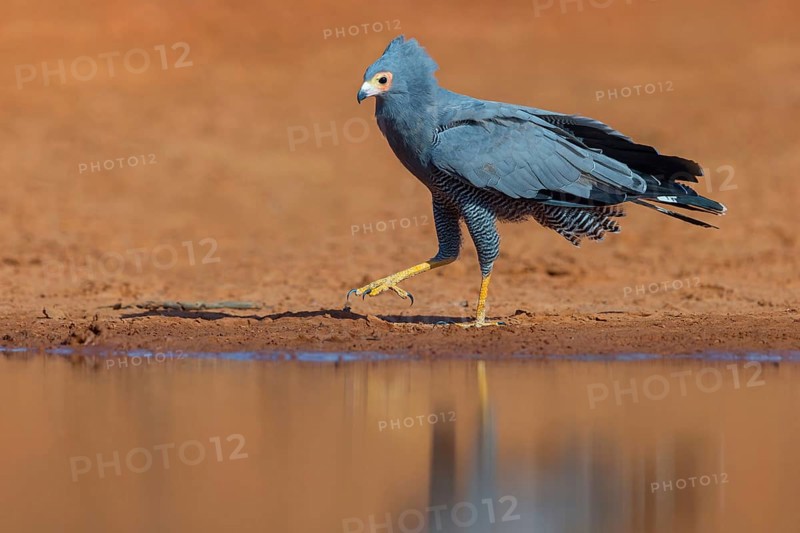 Cave harrier, Polyboroides typus), goshawk family, Morgan Kunda lodge / road to Kat, Jajari, North Bank, Gambia, Africa