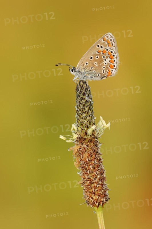 Common blue butterfly (Polyommatus icarus), female on ribwort plantain (Plantago lanceolata), Provence, southern France
