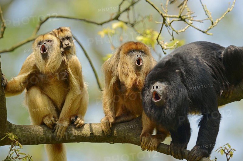 Black howler (Alouatta caraya), male and female calling with young, captive, occurring in South America