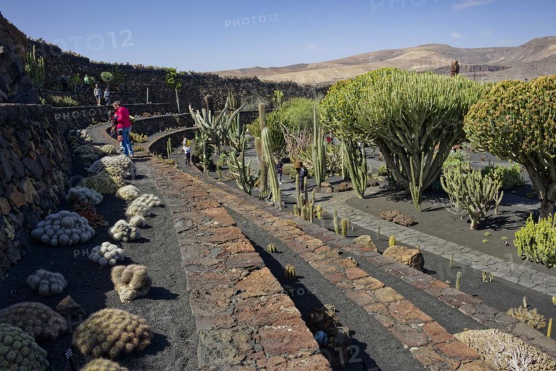 Cactus garden, Jardin de Cactus, designed by the artist César Manrique, Lanzarote, Canary Islands, Canary Islands, Spain, Europe