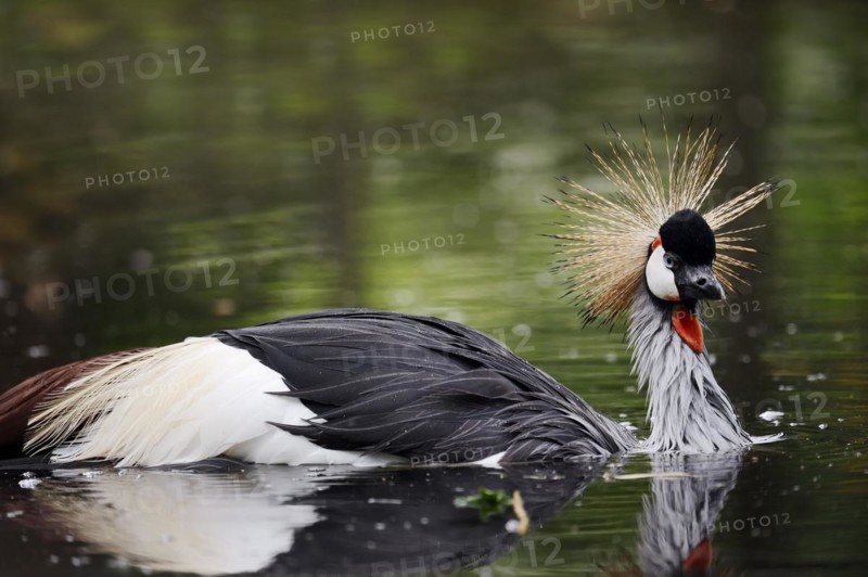 Gray crowned-crane (Balearica regulorum) bathing in water, captive, occurrence in Africa