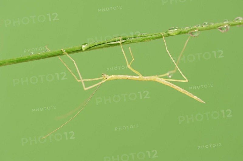 Pink Winged Stick Insect or Winged Stick Insect (Sipyloidea chlorotica, Sipyloidea sipylus), nymph, captive, occurrence in Southeast Asia