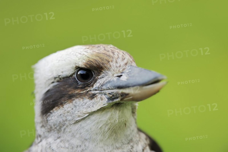 Laughing Hans or Hunter's Kingfisher (Dacelo novaeguineae, Dacelo gigas), portrait, captive, occurrence in Australia