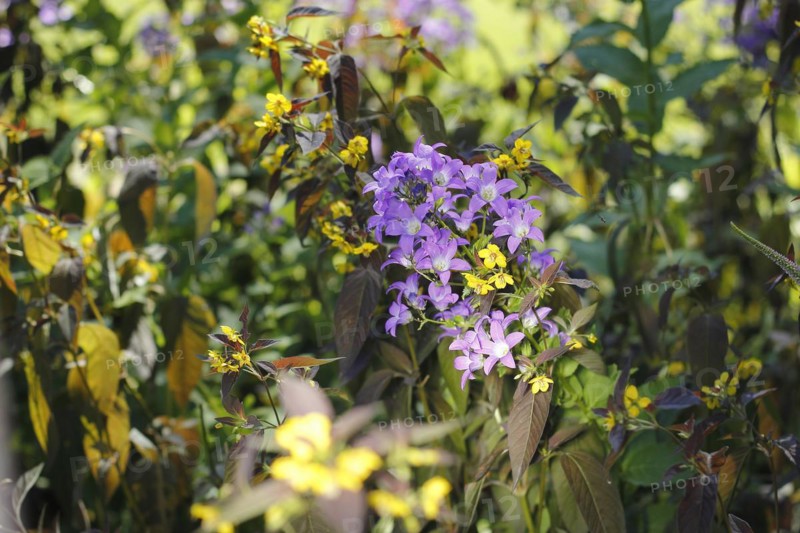 Bellflower (Campanula) and bronze field fenugreek (Lysimachia ciliata 'Firecracker'), North Rhine-Westphalia, Germany, Europe