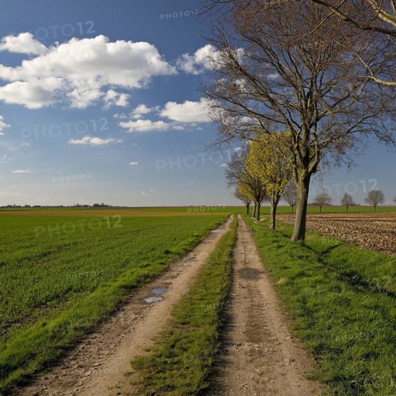Path with trees in an argar landscape, Grottenherten, Bedburg, Rhine-Erft district, Lower Rhine, North Rhine-Westphalia, Germany, Europe