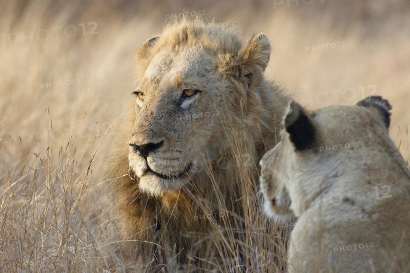 African lions (Panthera leo melanochaita), adults, male and female, lying in the tall dry grass in the morning light, heads close-up, portrait, Kruger National Park, South Africa, Africa