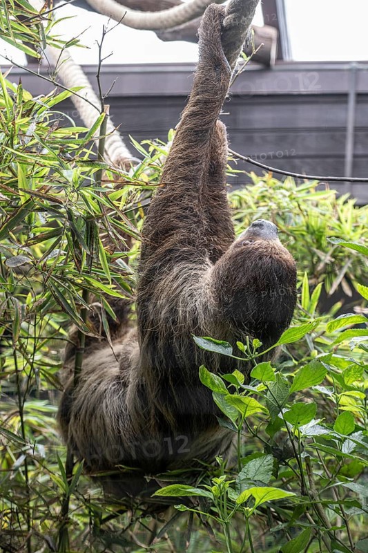Two-fingered sloth (Choloepus hoffmanni), Walsrode Bird Park, Lower Saxony, Germany, Europe