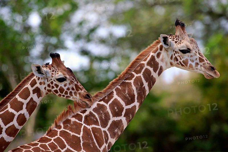 Reticulated giraffe (Giraffa camelopardalis reticulata), adult, two, social behaviour, Kenya, Africa