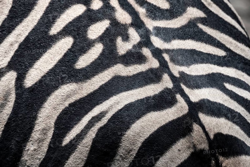 Detail, coat of a plains zebra (Equus quagga) on the back, pattern, Etosha National Park, Namibia, Africa