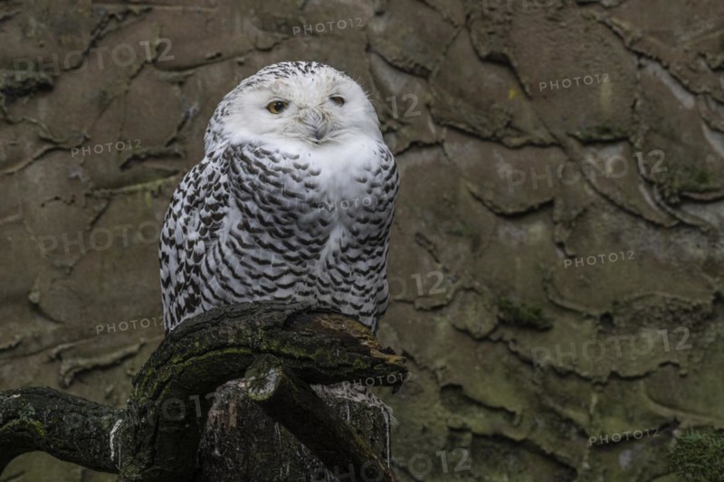 Snowy owl (Bubo scandiacus), Nordhorn Zoo, Lower Saxony, Germany, Europe
