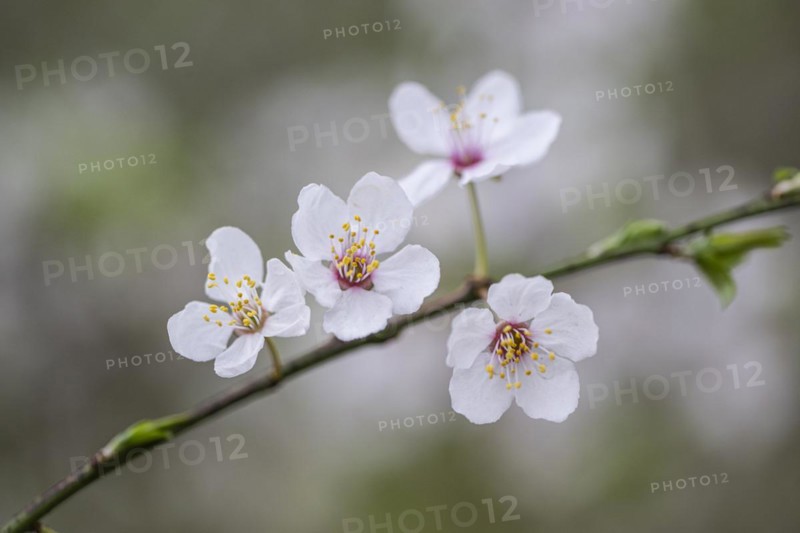 Myrobolane (Prunus cerasifera), Emsland, Lower Saxony, Germany, Europe