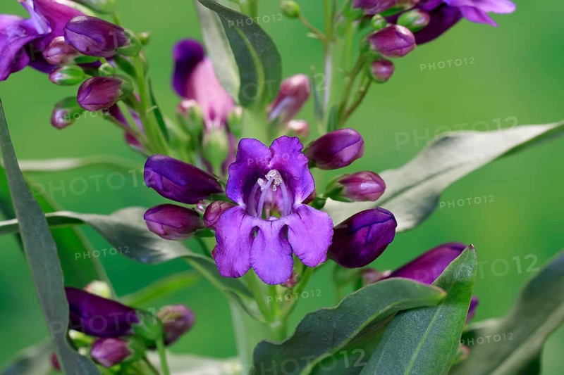 Upright bearded thread (Penstemon strictus), flower, flowering, Germany, Europe