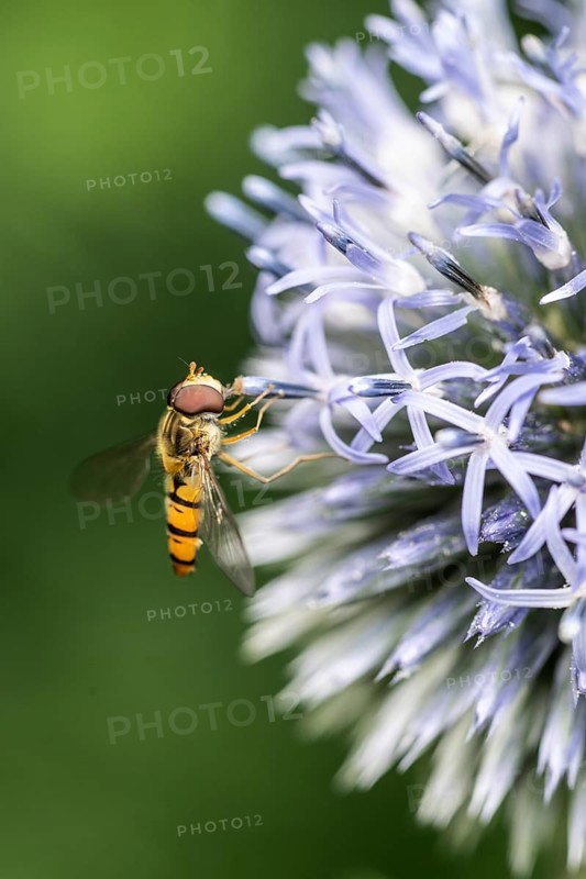 Wood hoverfly (Syrphus balteatus) on globe thistle (Echinops ritro), Emsland, Lower Saxony, Germany, Europe
