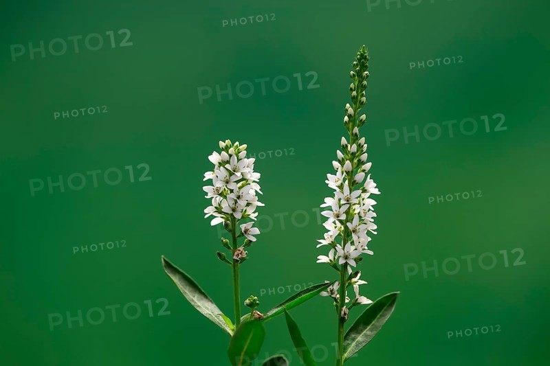 Spiked speedwell (Veronica spicata), (Pseudolysimachion spicatum), white, flower, flowering, Germany, Europe