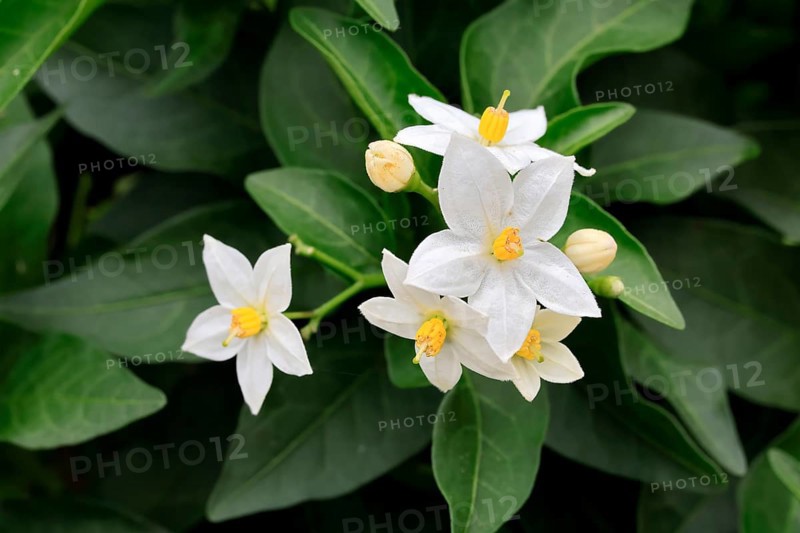 Solanum laxum (Solanum laxum), flowering, flower, Ellerstadt, Germany, Europe