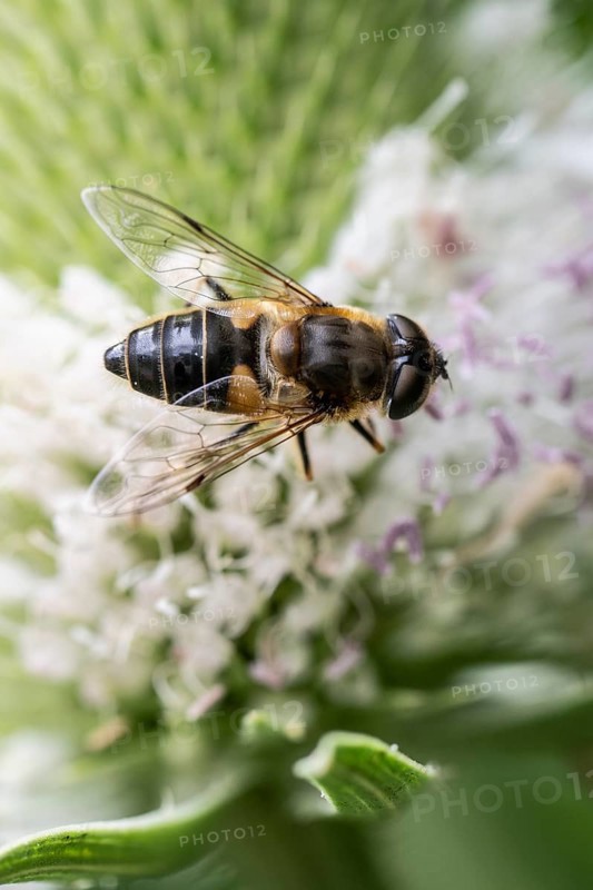 Tapered Dronefly (Eristalis pertinax), Emsland, Lower Saxony, Germany, Europe