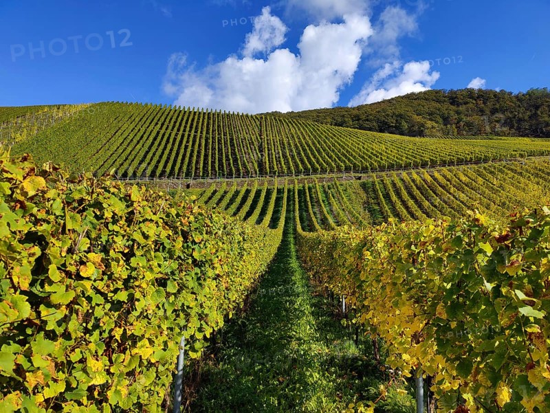 Wine-growing region in Bernkastel-Kues on the Moselle in Rhineland-Palatinate, Germany, Europe