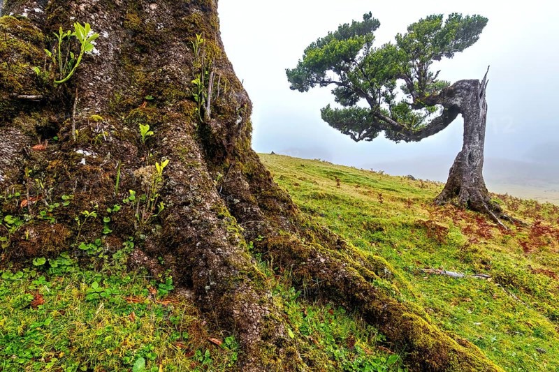 Verwachsener Baum auf einem nebeligen Hügel mit moosbedeckten Wurzeln, Lorbeerwald, Fanal, Madeira