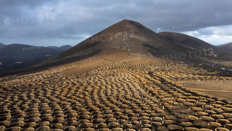 Grapevines growing in black volcanic soil in protected enclosed pits, La Geria, Lanzarote, Canary Islands, Spain, Europe
