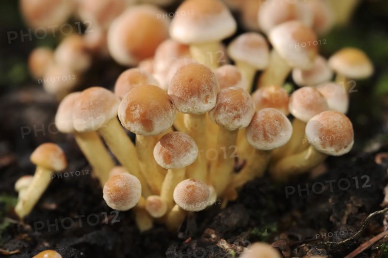 Brick Red Sulphur Head (Hypholoma lateritium, Hypholoma sublateritium), North Rhine-Westphalia, Germany, Europe