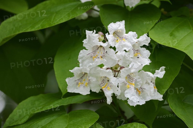 Common trumpet tree (Catalpa bignonioides, Catalpa syringifolia), flowers, ornamental tree, North Rhine-Westphalia, Germany, Europe