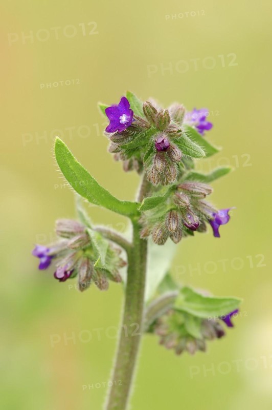 Common ox tongue or common bugloss (Anchusa officinalis), flowering, North Rhine-Westphalia, Germany, Europe