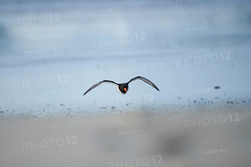 Close-up of Eurasian oystercatcher (Haematopus ostralegus) in spring (april) on Helgoland a small Island of northern Germany