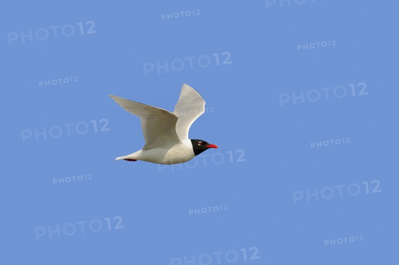 Herring Gull (Ichthyaetus melanocephalus, Larus melanocephalus), flying, Camargue, Provence, southern France