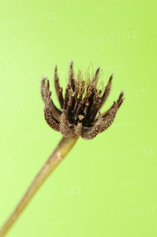 Cretaceous ragwort (Hedypnois rhagadioloides, Hedypnois cretica), fruit stand, Camargue, Provence, southern France