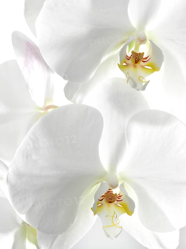 White orchid (Phalaenopsis), flowers