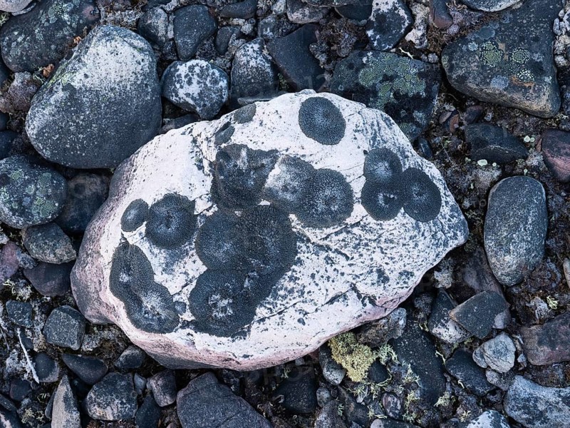 Stones, forming ancient, tidal shoreline, covered in lichen, Varanger National Park, Varanger Fjord, May, Norway, Europe