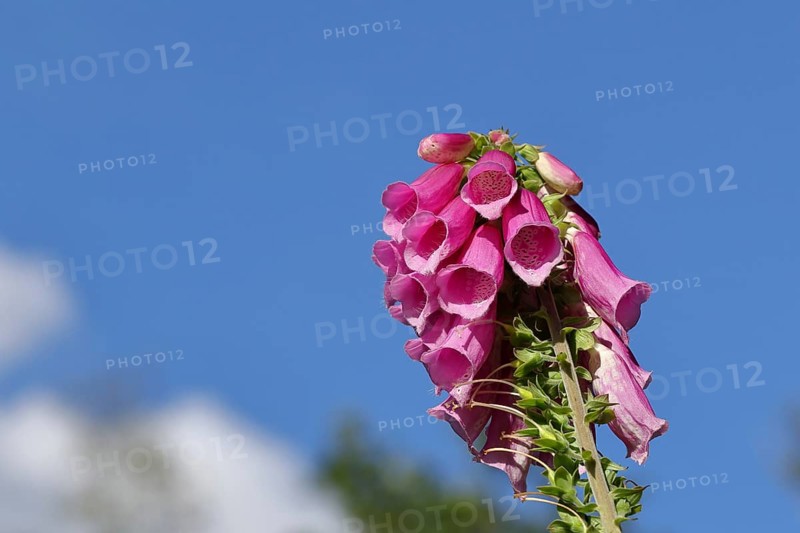 Common foxglove (Digitalis purpurea), flowers, from the plantain family, highly toxic, deadly poisonous plant, Wilnsdorf, North Rhine-Westphalia, Germany, Europe