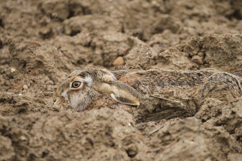 European hare (Lepus europaeus) perfectly camouflaged in its nest in a field furrow, Lower Austria, Austria, Europe