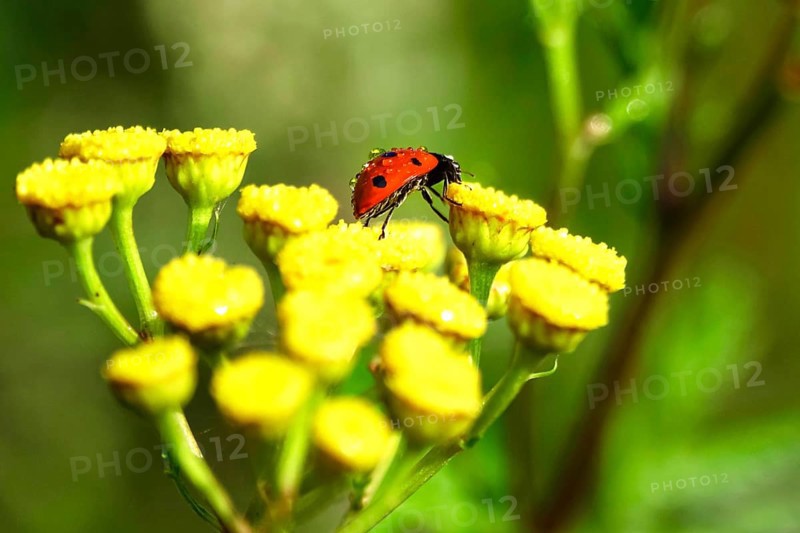 Ladybird (Coccinellidae), summer, Germany, Europe