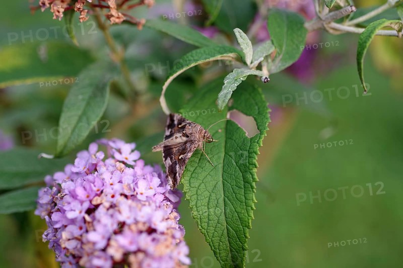 Silver y (Autographa gamma), moth, macro, summer lilac, close-up of a gamma owl on a leaf of summer lilac