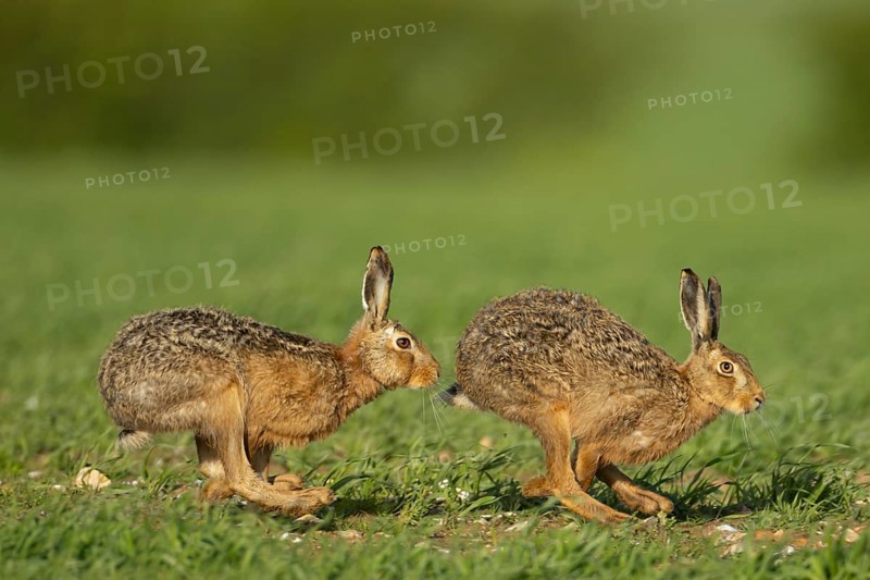 Brown hare (Lepus europaeus) two adult animals running in a farmland cereal field in springtime with a male chasing a female, Norfolk, England United Kingdom