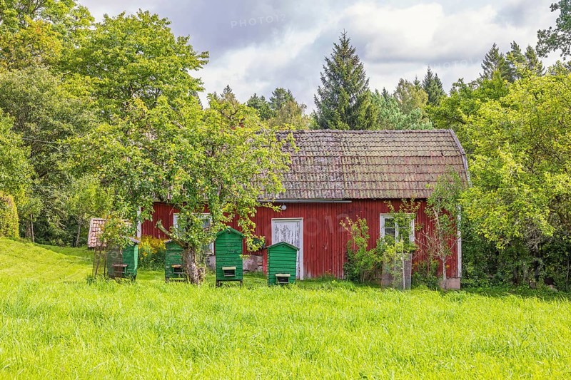 Old red wooden cottage with beehives at the edge of the forest in summer, Sweden, Europe