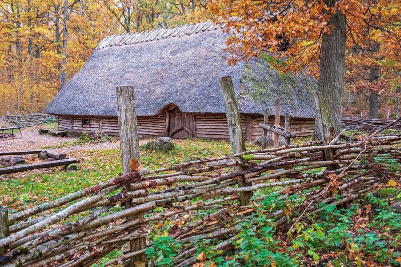 Reconstructed bronze age house with thatched roof in an oak forest with fence of tree branches with beautiful autumn colors in the woodland, Åsarp, Sweden, Europe