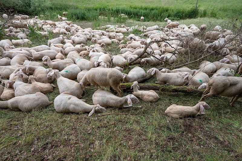 Resting, freshly shorn sheep in a nature reserve in Franconian Switzerland, Bavaria, Germany, Europe