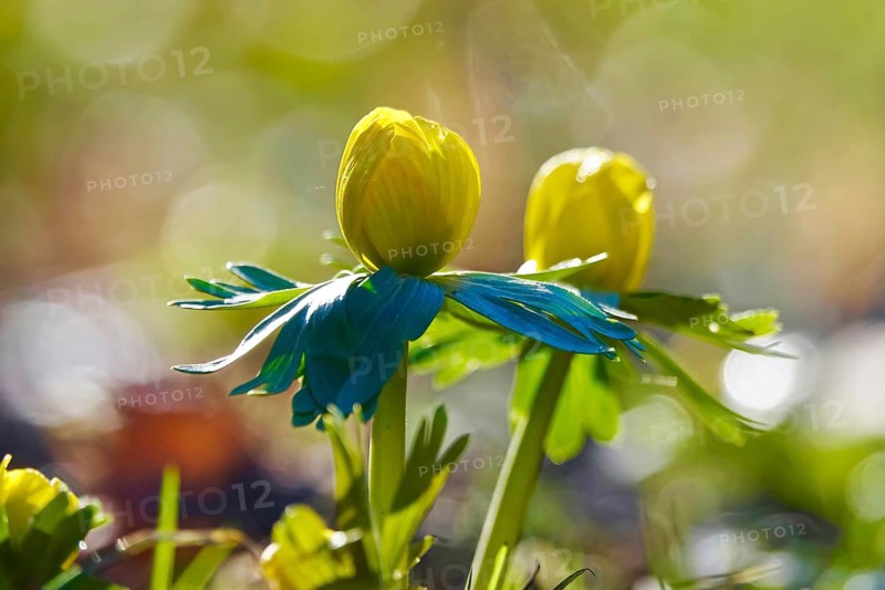 Winter aconites (Eranthis hyemalis), Germany, Europe